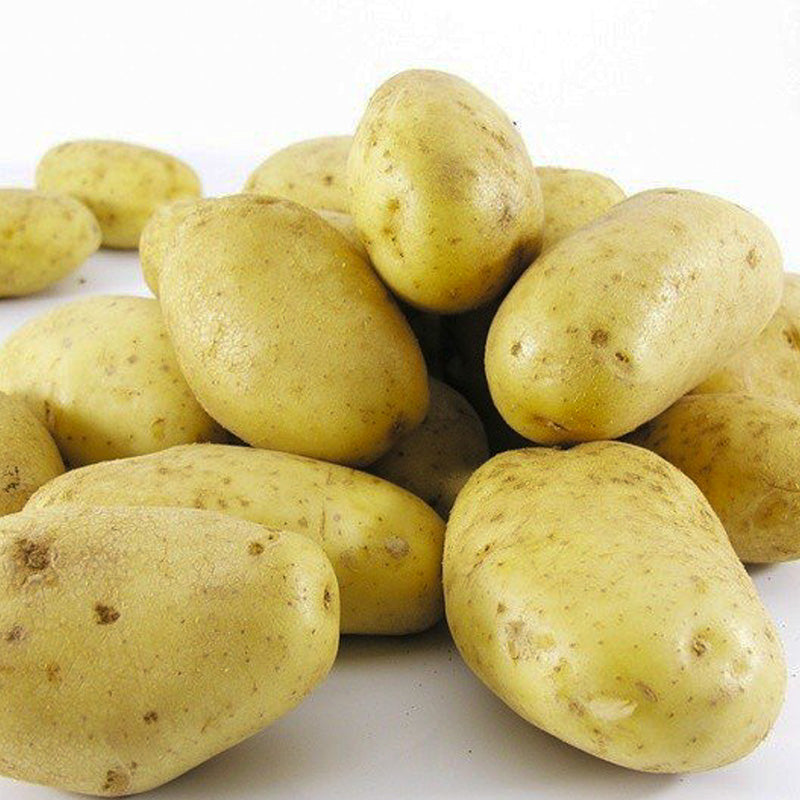 pootaardappel Nicola Biologisch