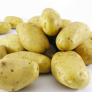 pootaardappel Nicola Biologisch