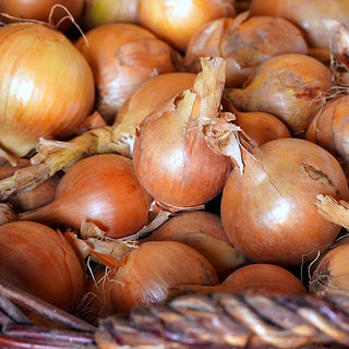 Plantsjalot Golden Gourmet