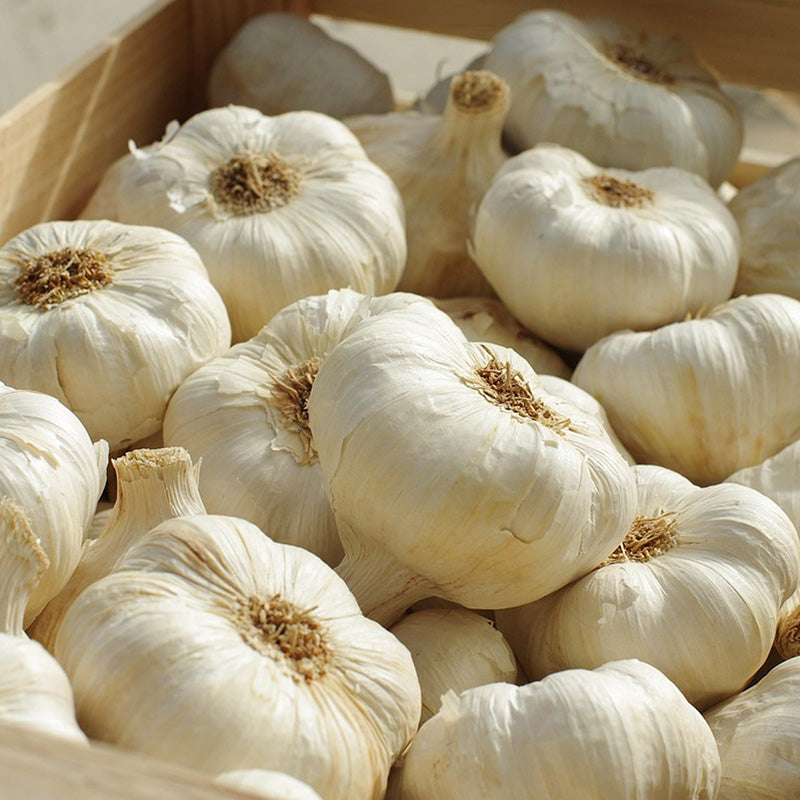 Knoblauch - Blanke Reuzen