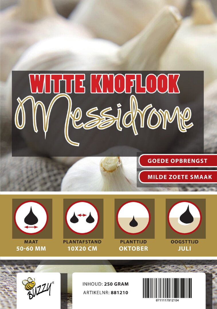 Winterknoblauch - Messidrome/Germidour - 5 Stück