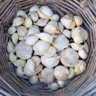 Winterknoflook Messidrome / Germidoure