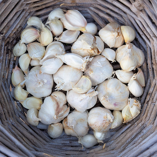 Winterknoflook Messidrome / Germidoure