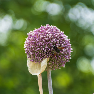 Bloem van Allium ampeloprasum Olifantenknoflook
