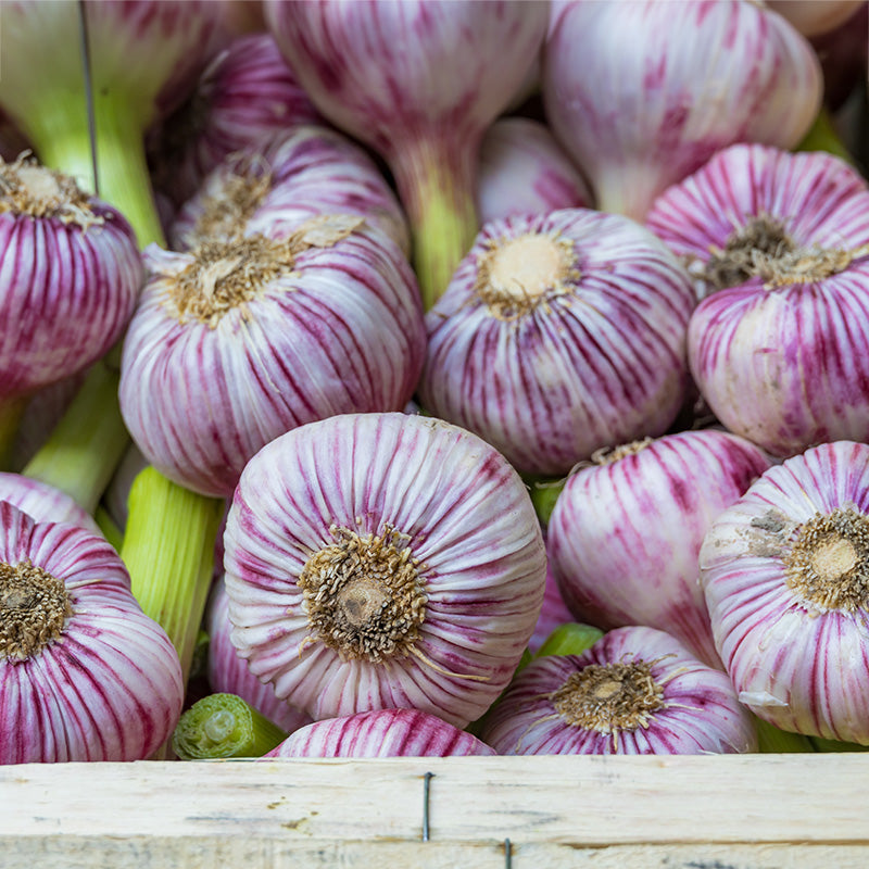 Winterknoflook Germidour