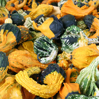 Pepo Autumn Wings Large