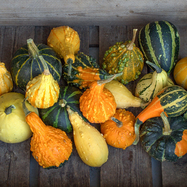 40180_800x800_e97180c9-8b12-