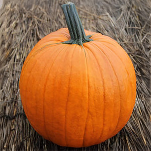 Halloweenpompoen - Aladdin F1 - PMT