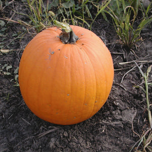 Halloweenpompoen - Aspen F1