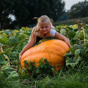 Reuzenpompoen - Atlantic Giant JD.