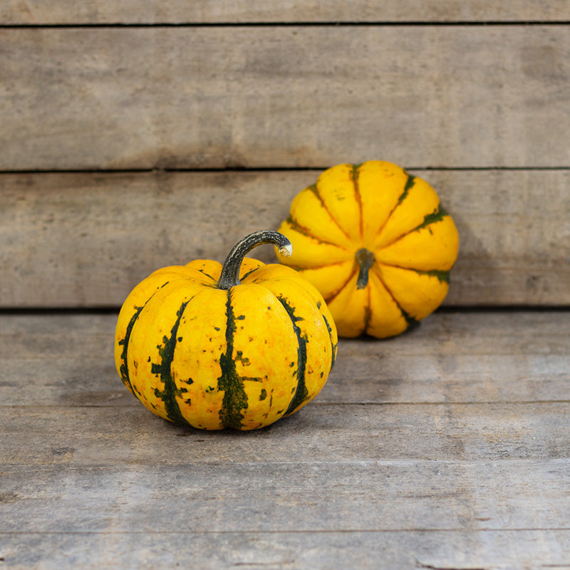 Kürbis - Phantomita F1