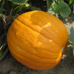 Halloweenpompoen - Connecticut Field