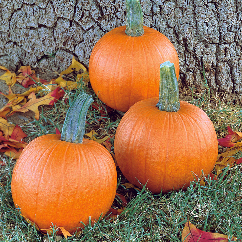 files/41052_800x800_264a611b-99db-4655-af00-8e58473ba131.jpg