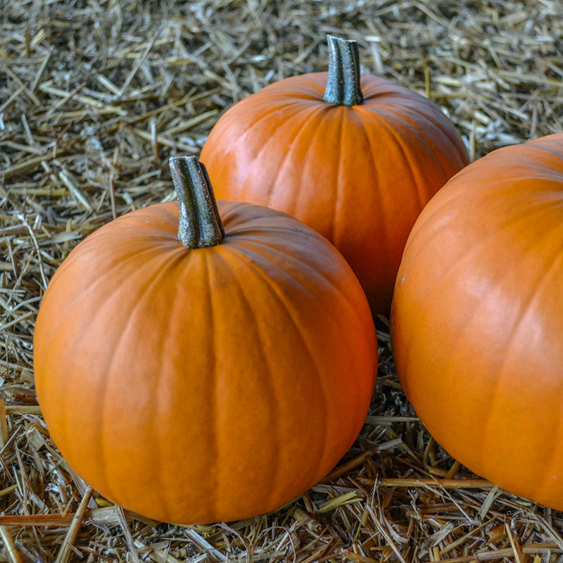 files/41064_800x800_13d50094-739e-4f78-9dd2-4c5f0bf7e38b.jpg