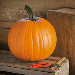 Halloweenpompoen - Renegade F1 - PMT