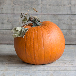 Halloweenpompoen - Boomer F1