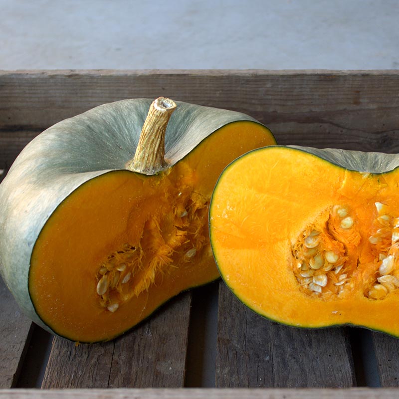 Kürbis - Black Prince