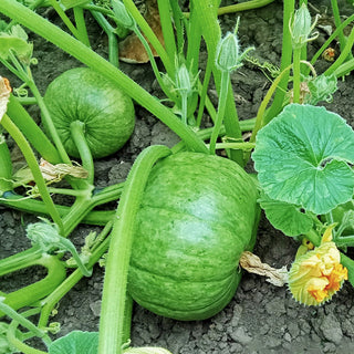 Kürbis - Black Prince