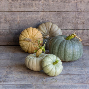 Pompoen - Tutti Frutti