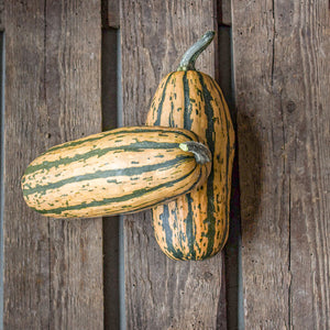 Delicata - Honeyboat Delicata
