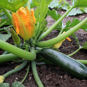 Courgette - Black Beauty