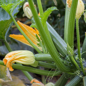 Courgette -  Diamant F1