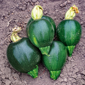 Courgette -  Black Ball F1