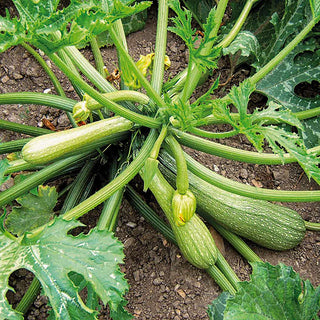 Courgette Alberello