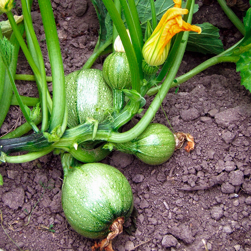 Bolcourgette  Tondo Chiaro di Nizza
