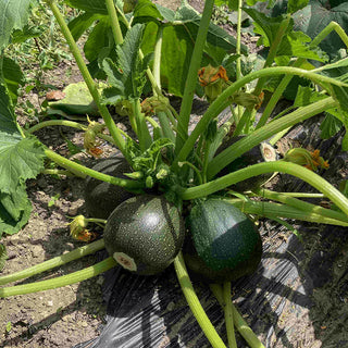 Bolcourgette Tondo di Piacenza