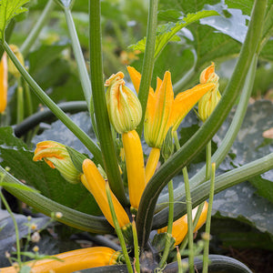 Courgette -  Golden Glory F1
