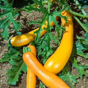Courgette - Orelia F1