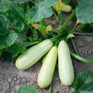 Courgette - Lungo bianco