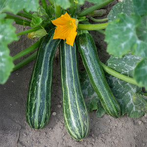 Courgette - Striato di'Italia