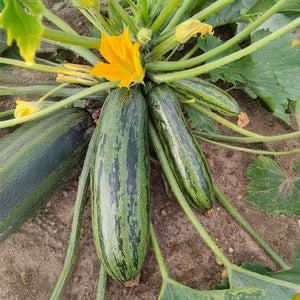Courgette - Okapi F1