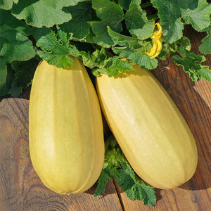 Courgette - Zeppelin