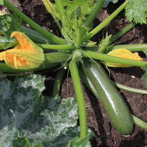 Courgette -  Zucchini