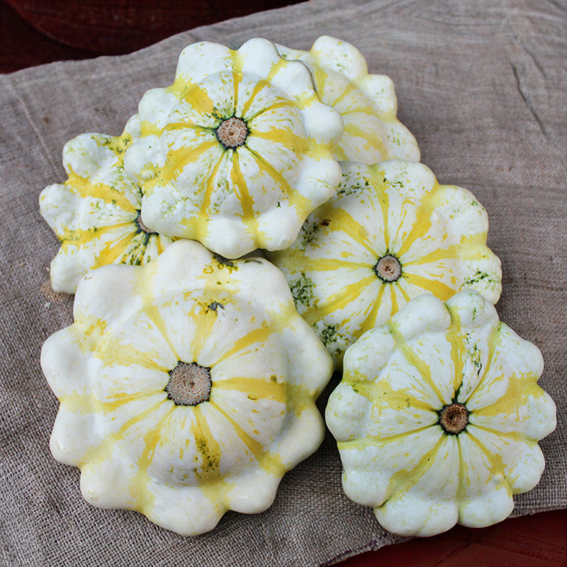 Patisson - Fall Blossom F1