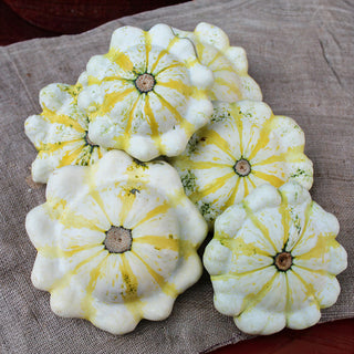 Patisson - Fall Blossom F1