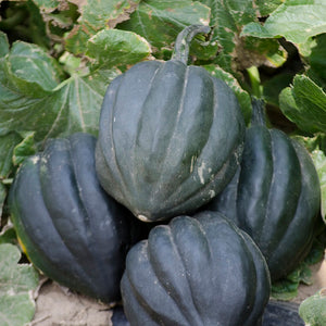 Acorn - Black Bellota F1