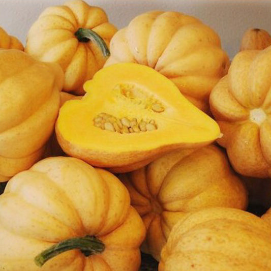 Acorn - Thelma Sanders 