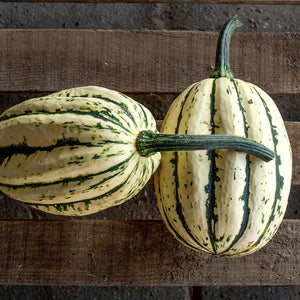 Delicata - Jester F1