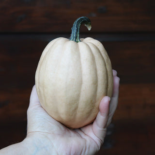 Acorn - Baked Potato F1