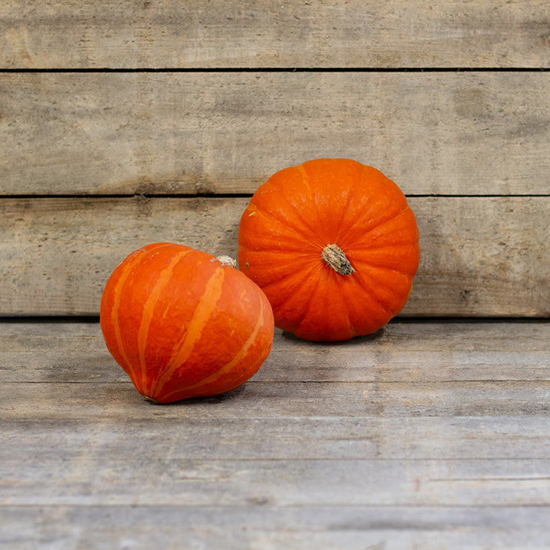 Hokkaido Kürbis - Caldor F1