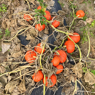 Hokkaido - Caldor F1