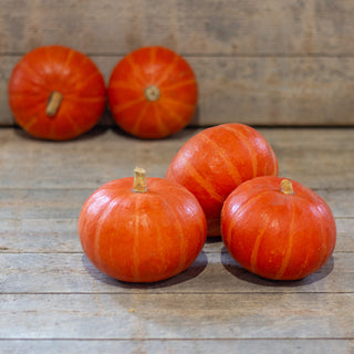 Speisekürbis - Cupido F1