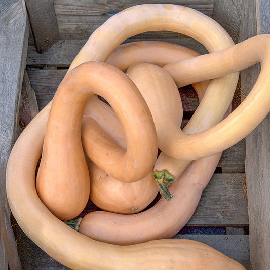Butternut  - Canadian Crookneck