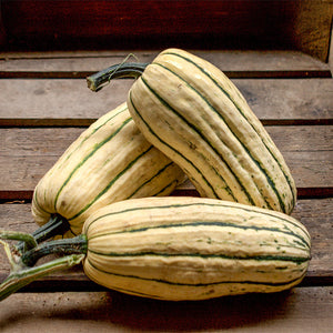 Delicata - Bush Delicata