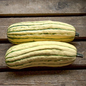 Delicata - Delicata