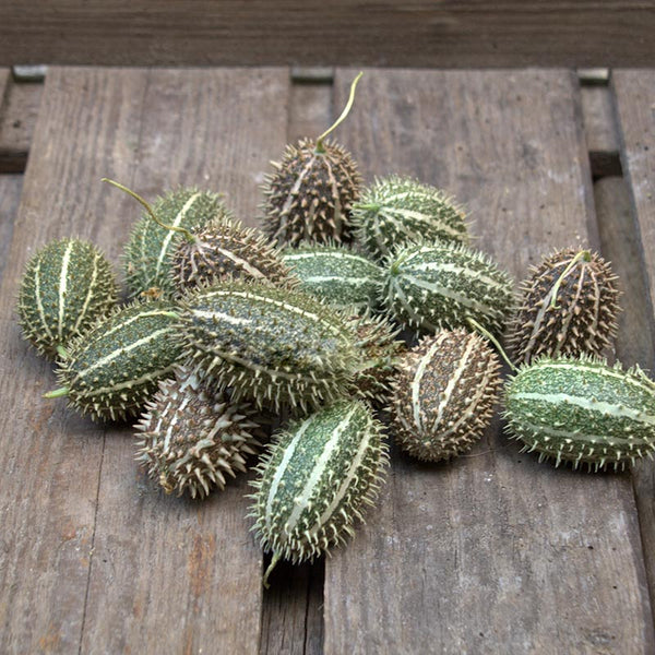 45109_800x800_43f036ae-6839-